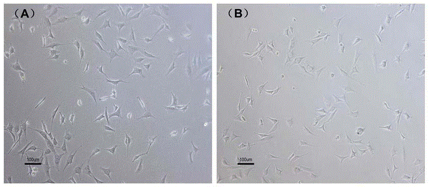 A biocompatibility-enhanced artificial bone scaffold material and its preparation method