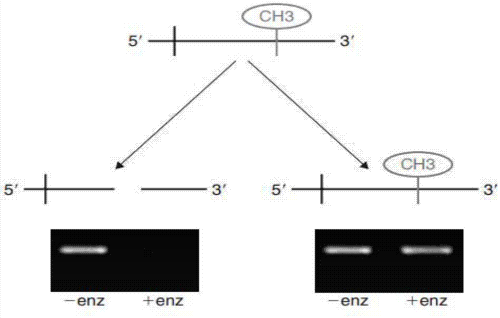 Kit and method for detecting methylation level of liver cancer risk gene TSPYL5