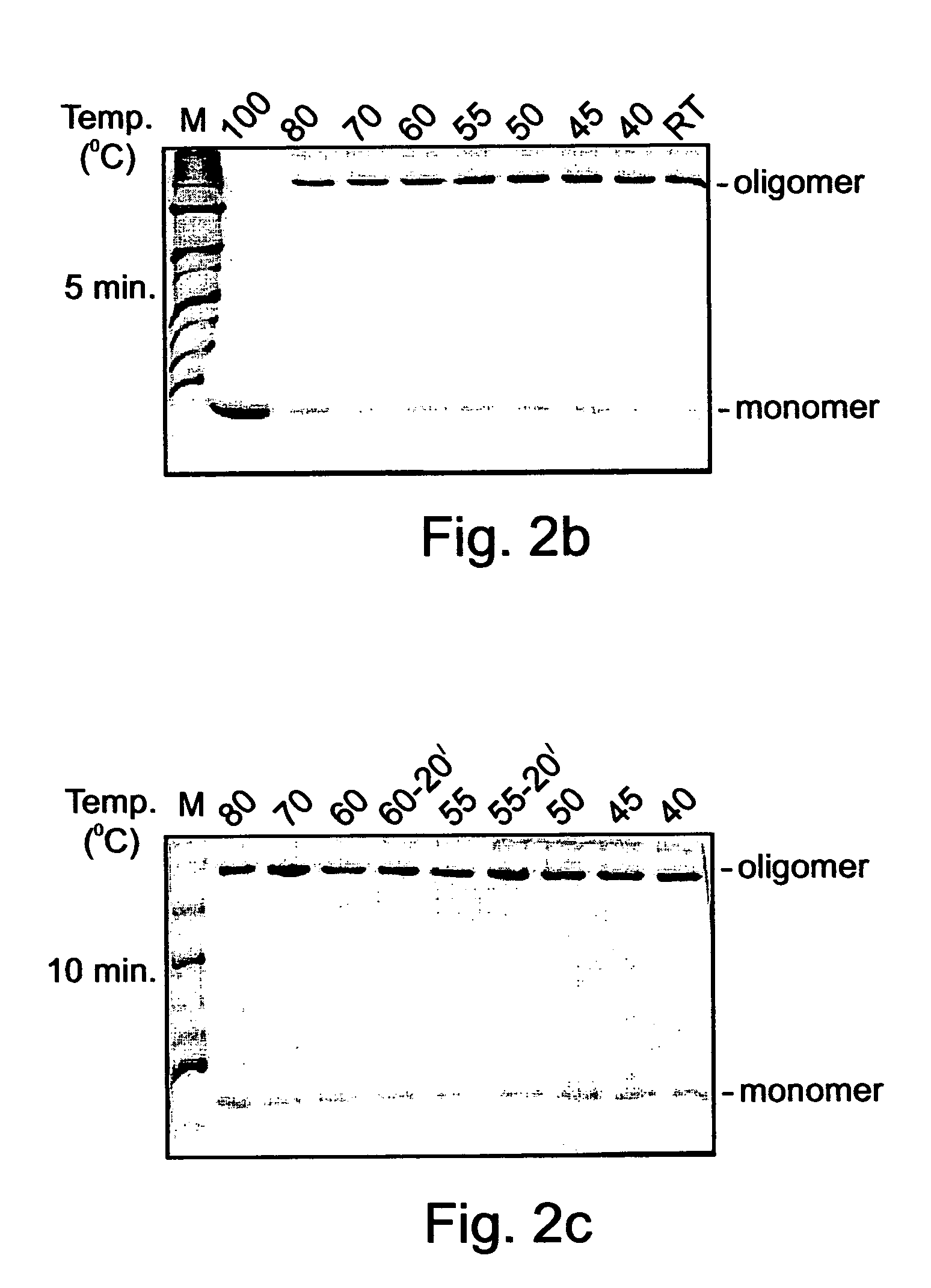 Denaturat stable and/or protease resistant, chaperone-like oligomeric proteins, polynucleotides encoding same and their uses