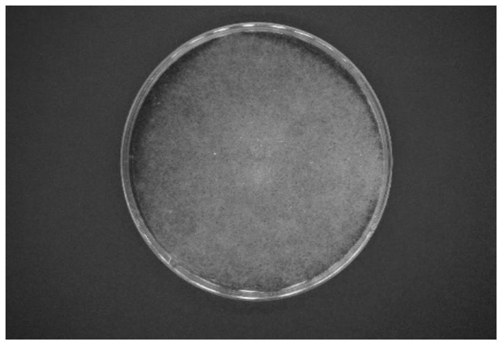 Cherry preservative and fresh-keeping microbial preparation and preparation method and application thereof