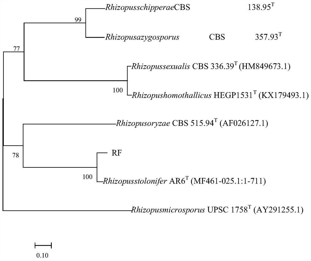 Cherry preservative and fresh-keeping microbial preparation and preparation method and application thereof