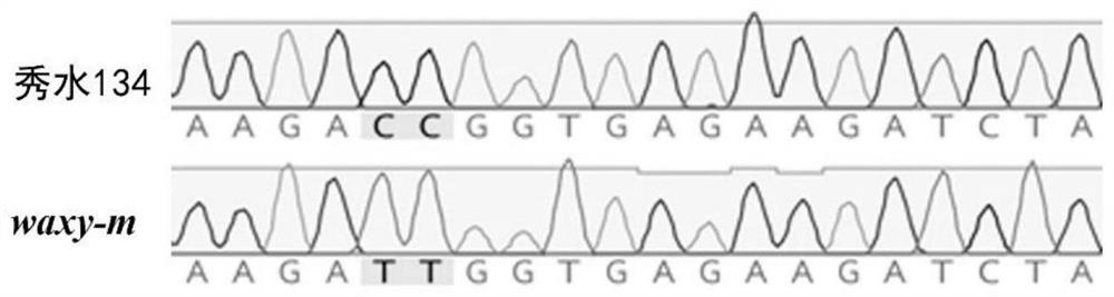 GBSSI mutant protein based on gene editing technology and application thereof in plant breeding