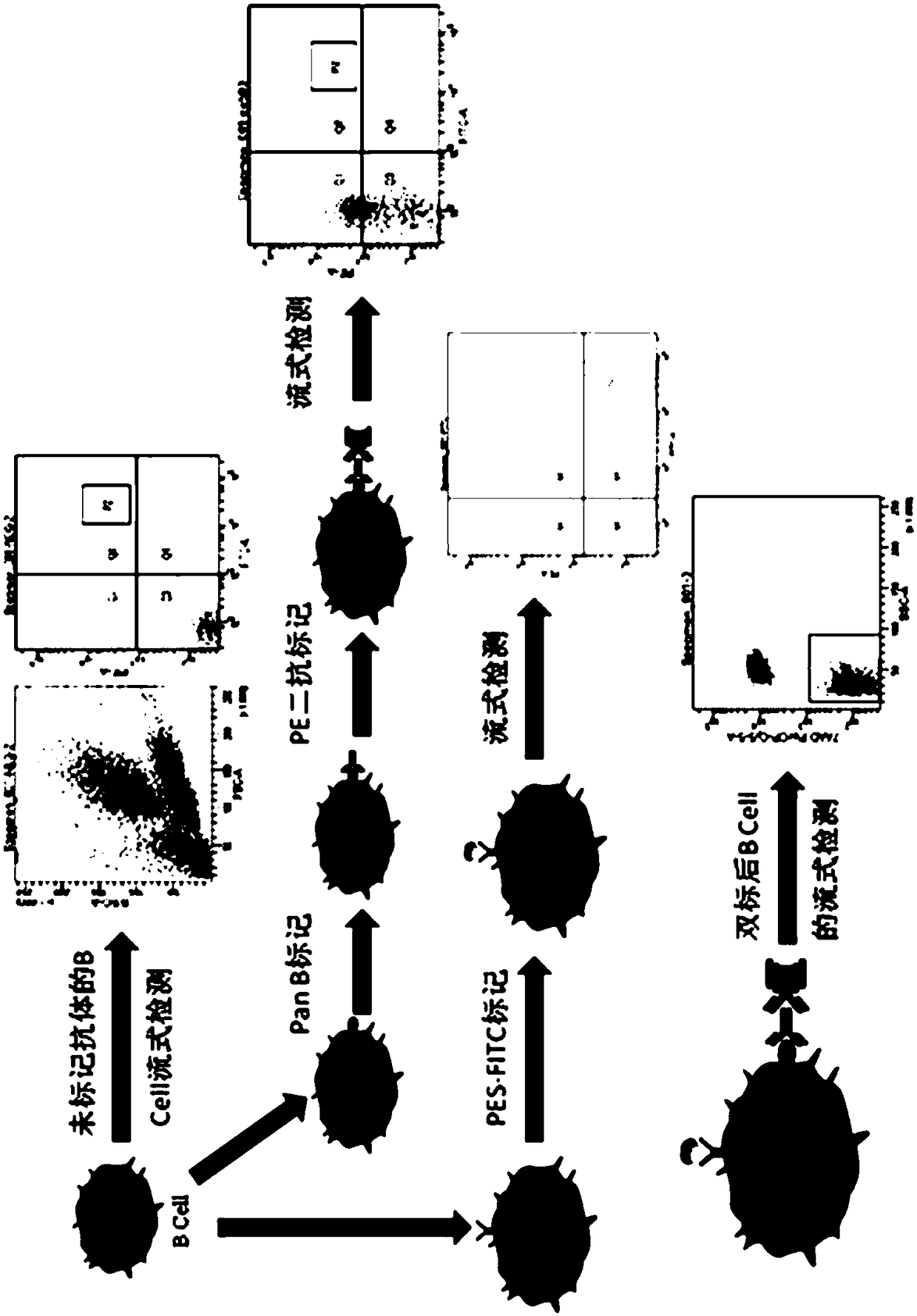 Method for sorting and screening nano antibody through flow cytometry