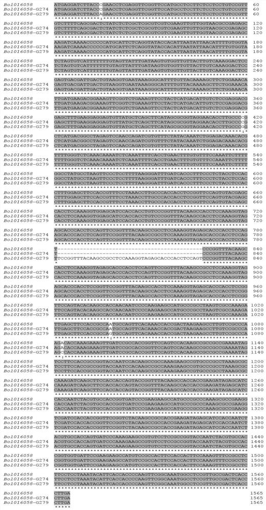 InDel molecular marker for identifying ball cracking resistance character of cabbage and application thereof