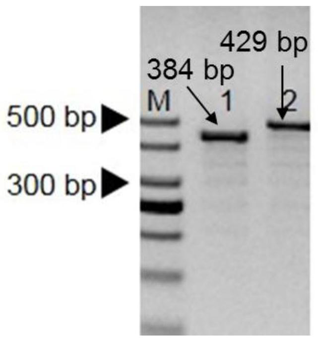 InDel molecular marker for identifying ball cracking resistance character of cabbage and application thereof