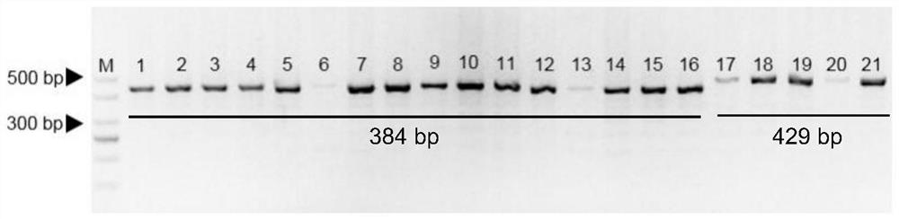 InDel molecular marker for identifying ball cracking resistance character of cabbage and application thereof