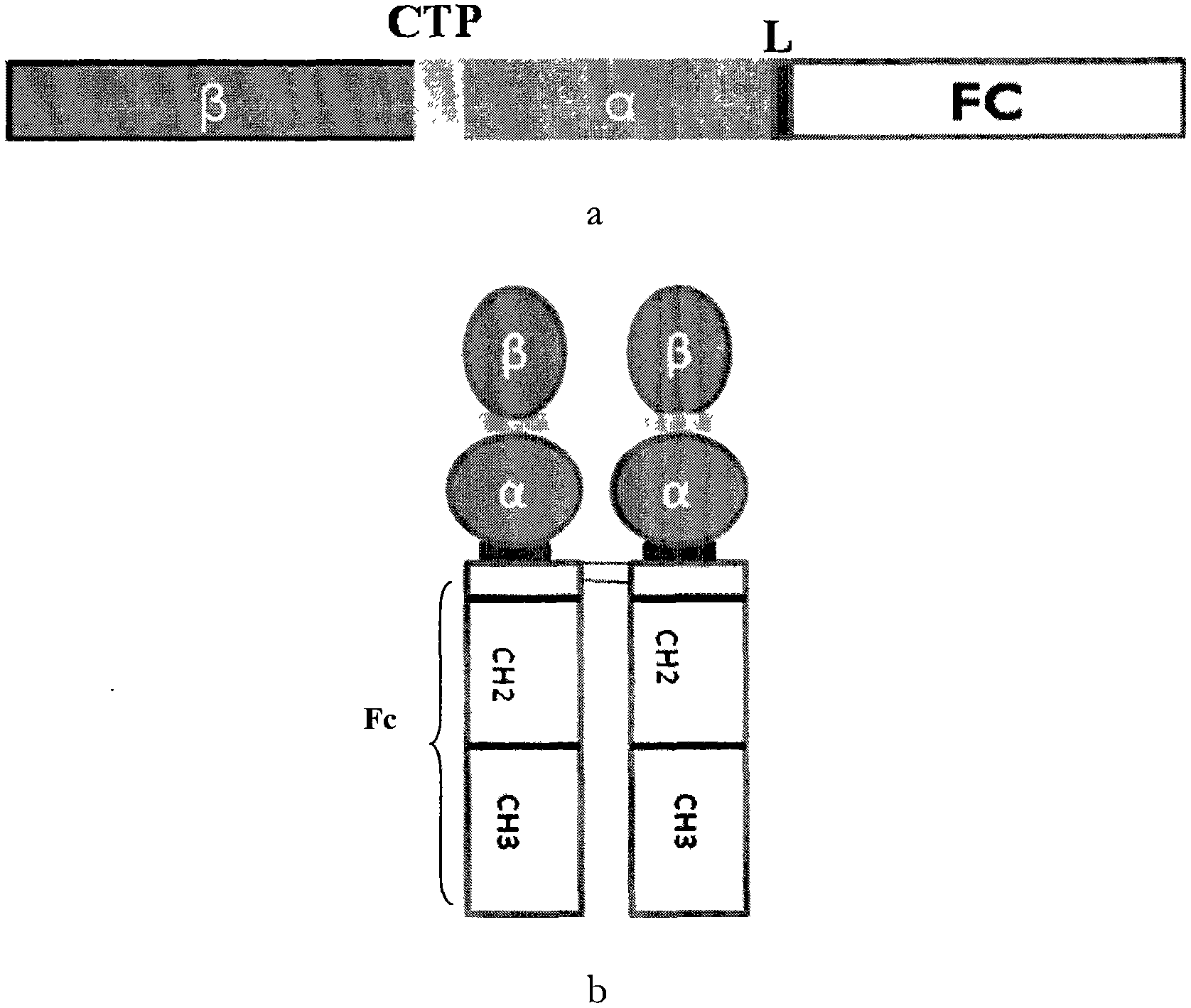 Recombinant porcine follicle-stimulating hormone-Fc fusion protein (pFSH-Fc)