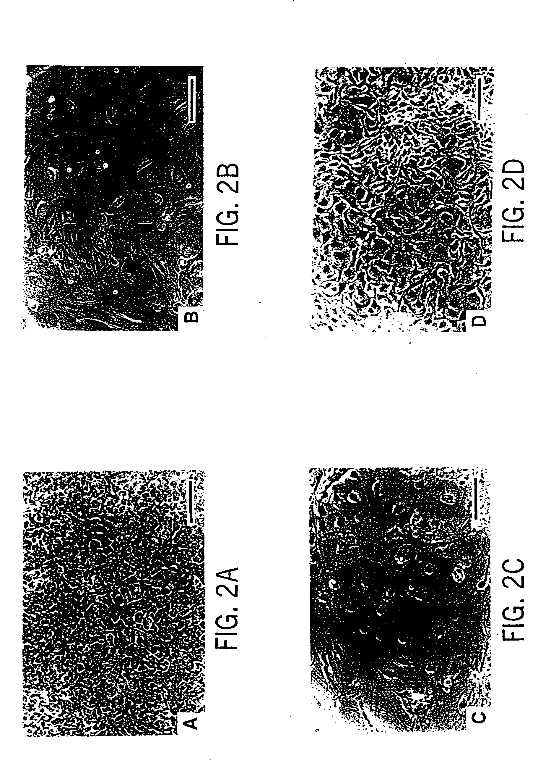 Primate embryonic stem cells