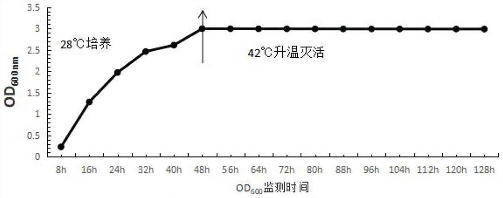 High-concentration bacterial ghost vaccine inactivation method