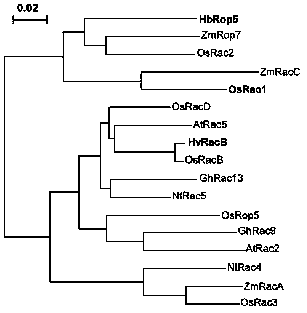 Small G protein Rop (Rho-related GTPase from plant) family protein of Hevea brasiliensis latex and coding gene thereof