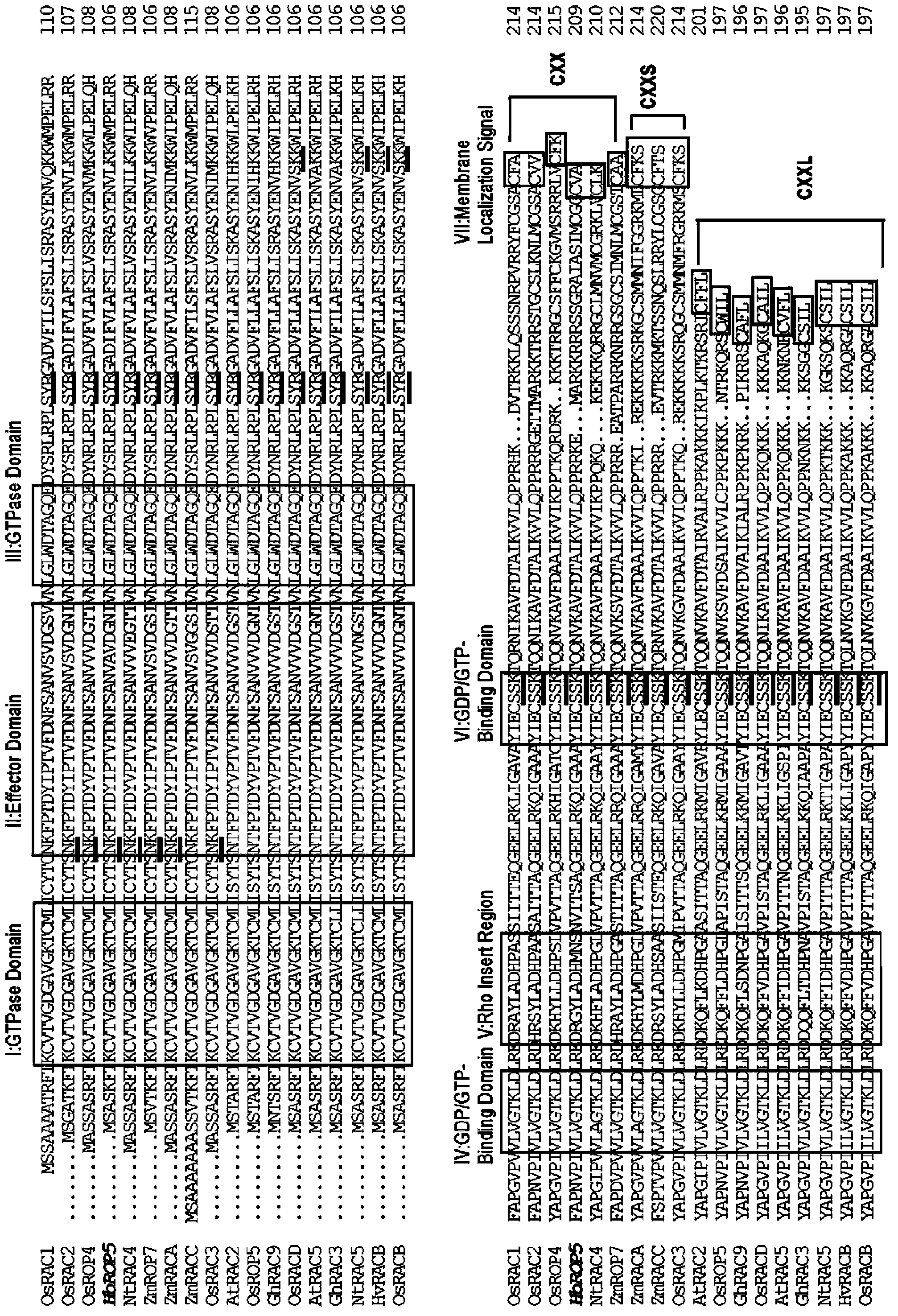 Small G protein Rop (Rho-related GTPase from plant) family protein of Hevea brasiliensis latex and coding gene thereof