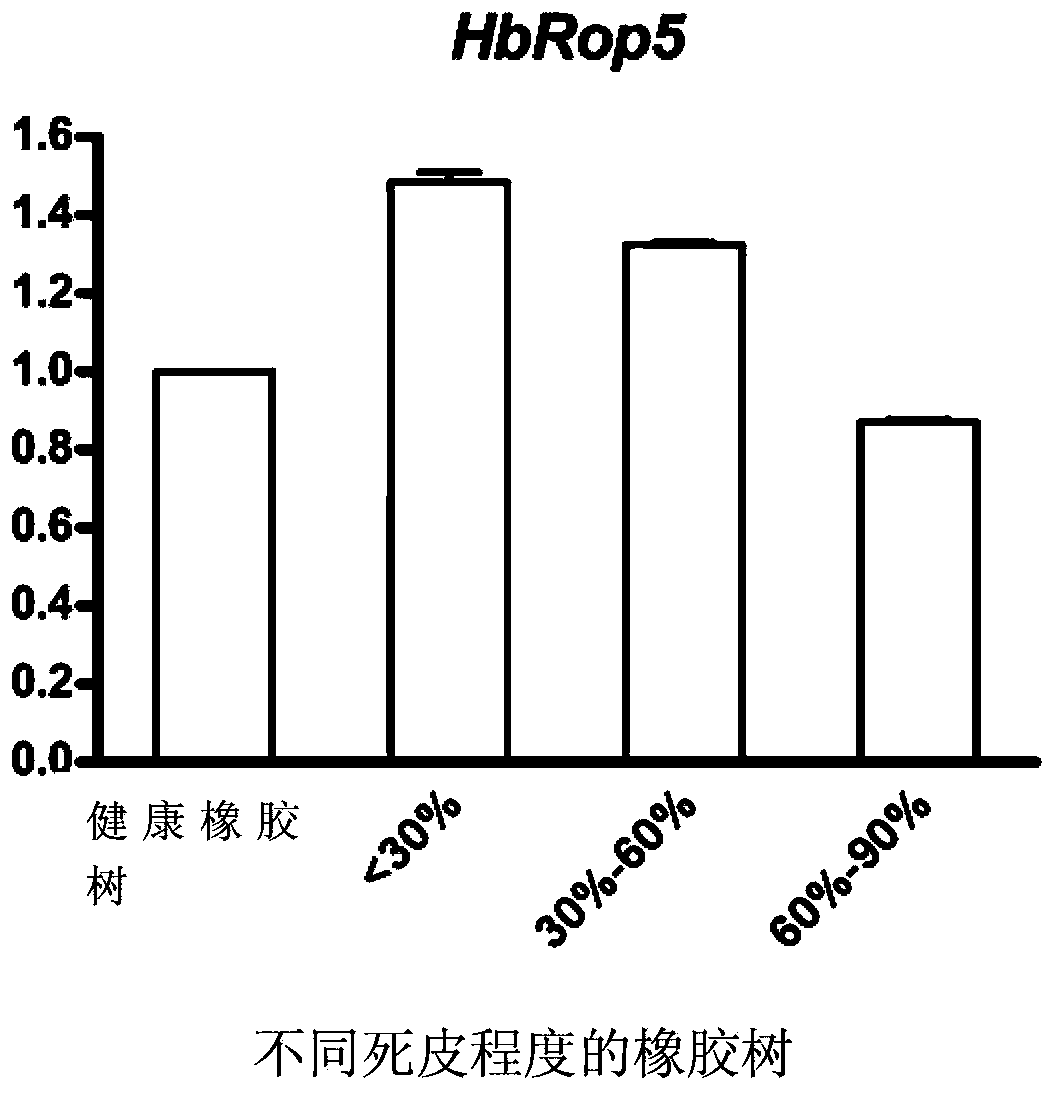 Small G protein Rop (Rho-related GTPase from plant) family protein of Hevea brasiliensis latex and coding gene thereof