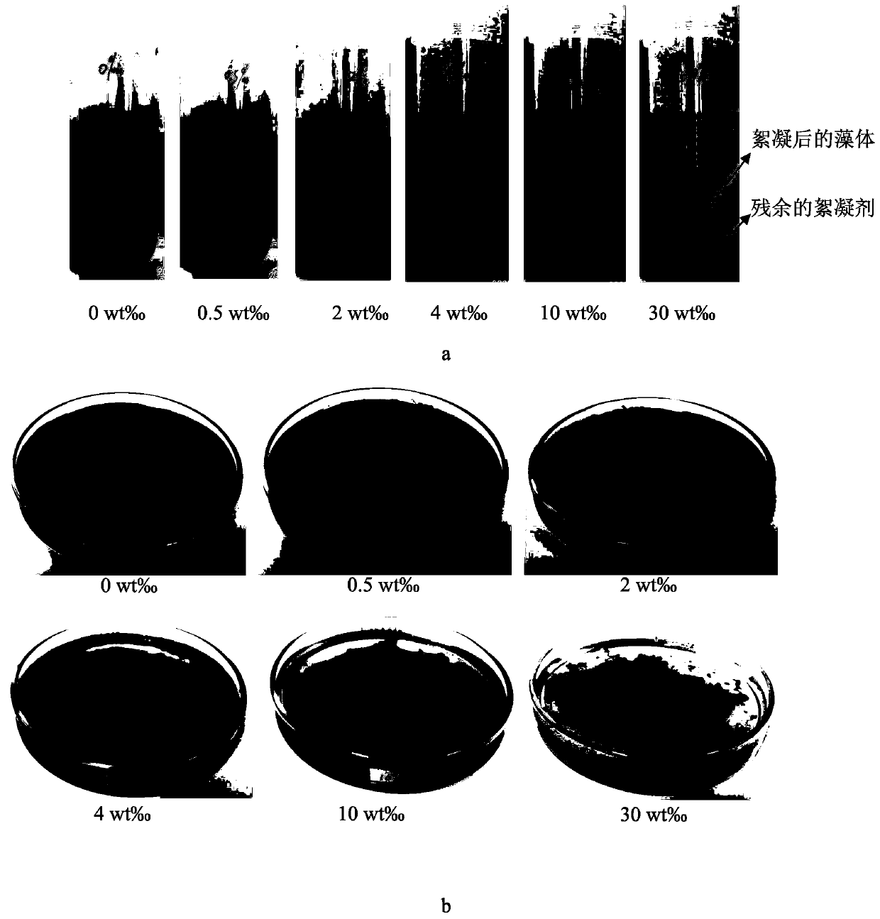 Preparation method of dried porphyridium powder