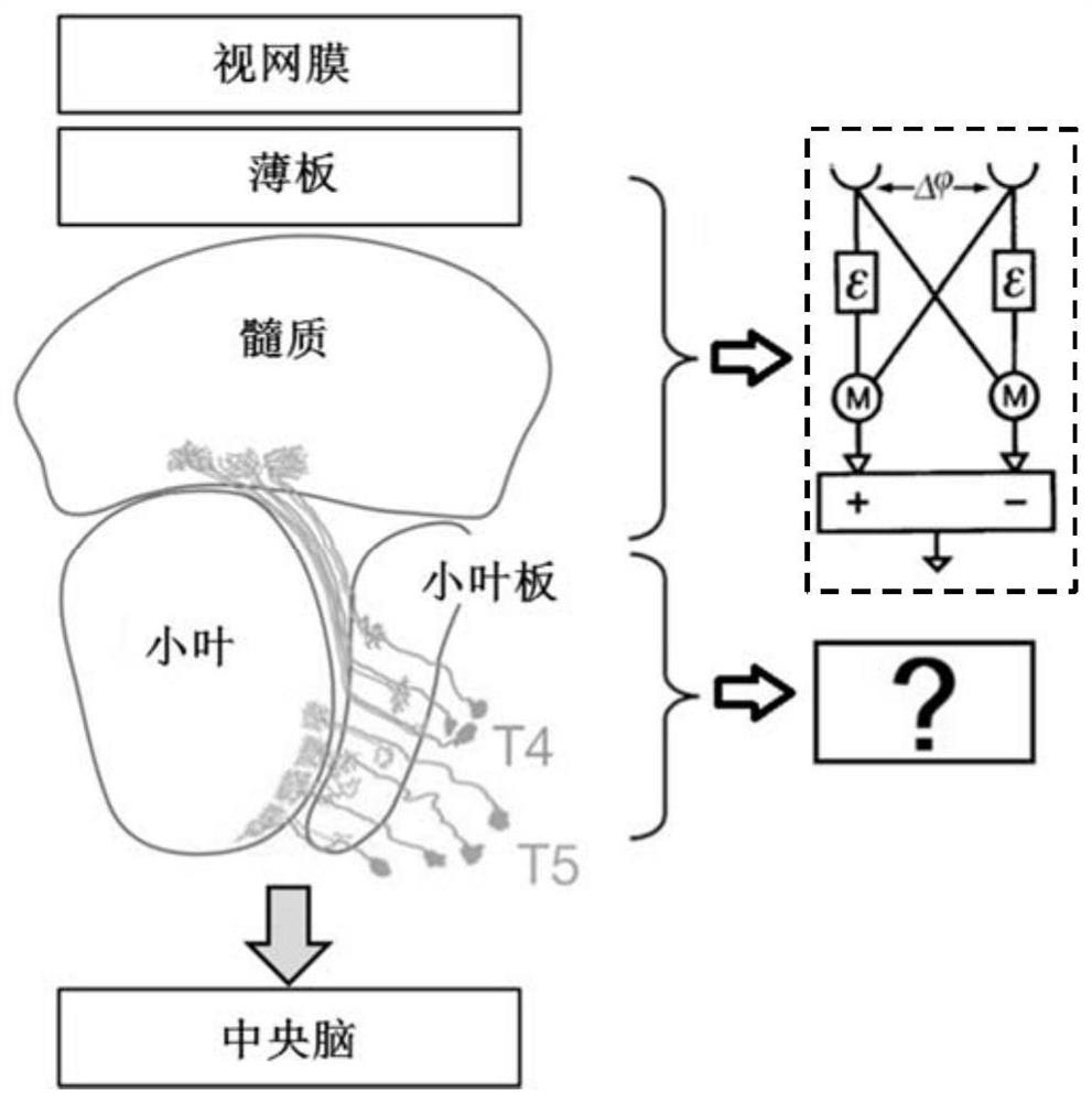 Optical flow-based target detection method based on compound eye vision enlightenment