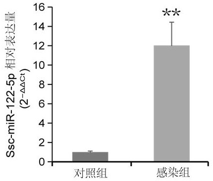 Ssc-miR-122-5p related to piglet C-type clostridium perfringens infectious diarrhea, and application of ssc-miR-122-5p