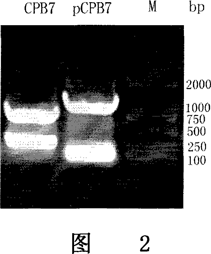 Method of producing mutation procarboxypeptidase B and mutation carboxypeptidase B