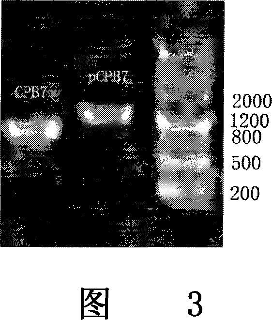 Method of producing mutation procarboxypeptidase B and mutation carboxypeptidase B