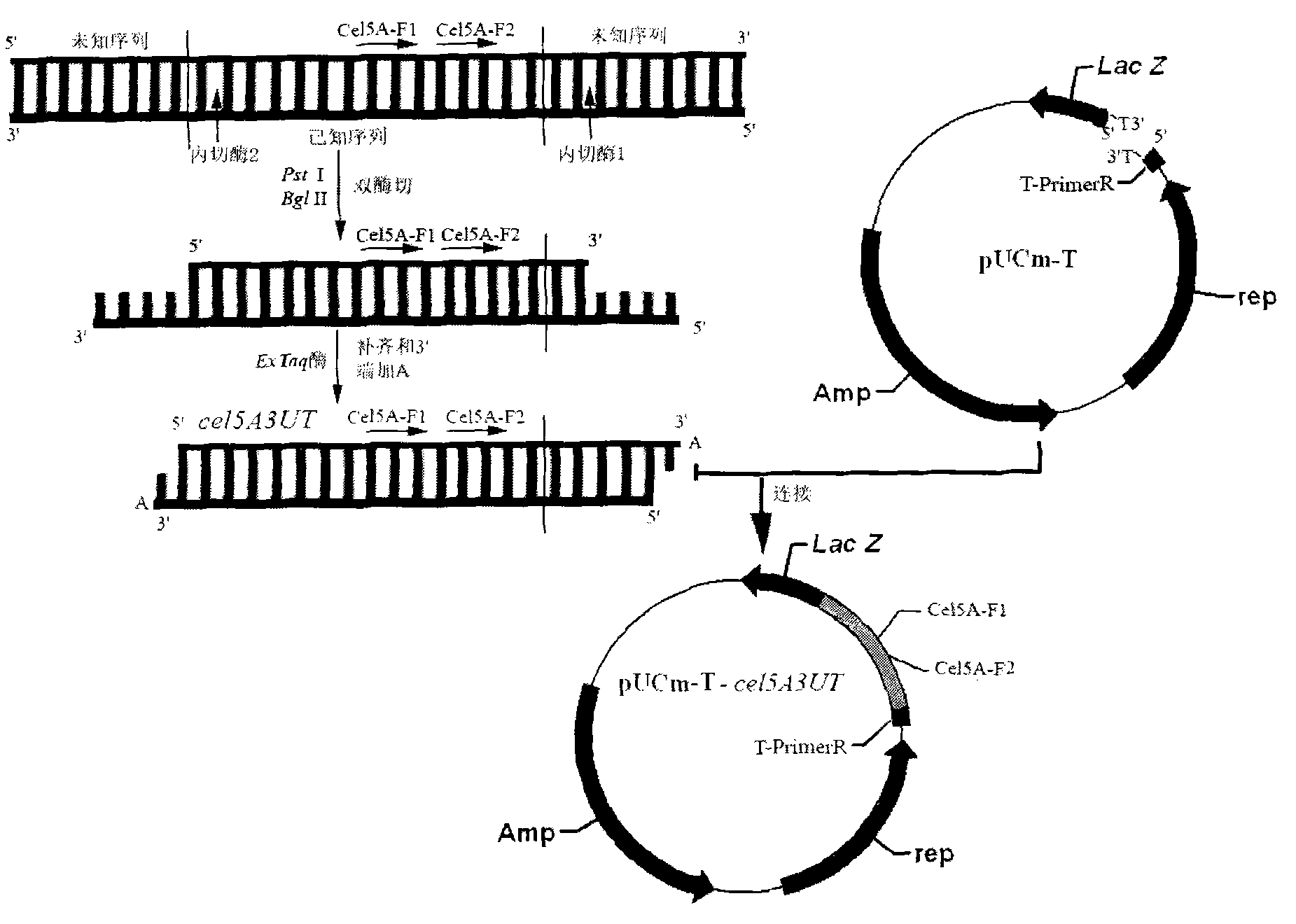 T vector mediated method for testing 3' end flanking unknown sequence