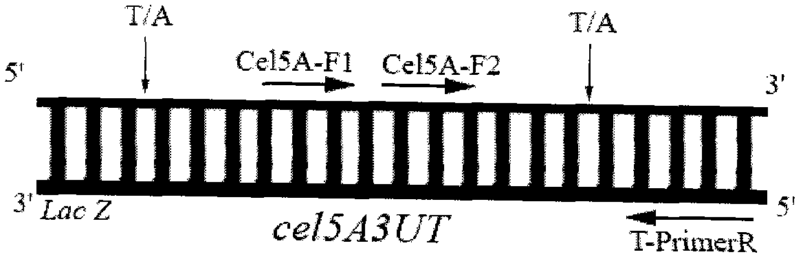 T vector mediated method for testing 3' end flanking unknown sequence