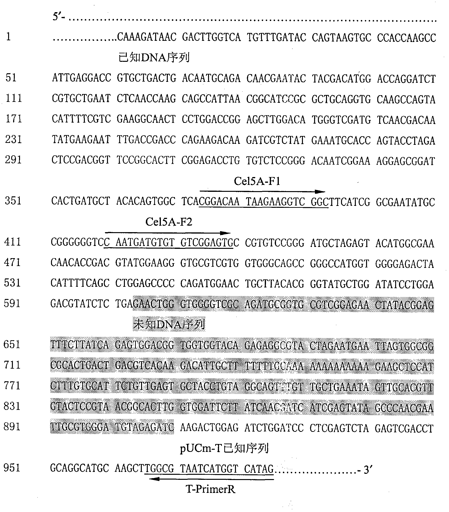 T vector mediated method for testing 3' end flanking unknown sequence