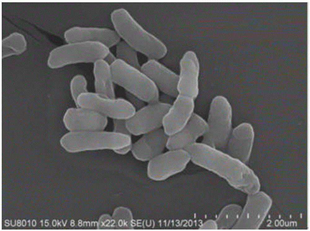 DPB strain and application of DPB strain to domestic sewage treatment