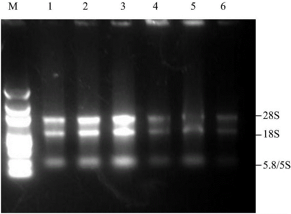 Taqman real-time fluorescence PCR (polymerase chain reaction) kit for detecting hog umbilical cord blood hog cholera viruses and application of kit