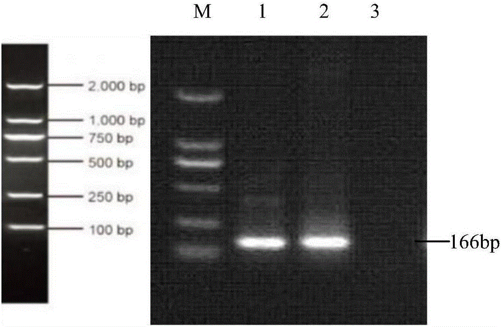 Taqman real-time fluorescence PCR (polymerase chain reaction) kit for detecting hog umbilical cord blood hog cholera viruses and application of kit