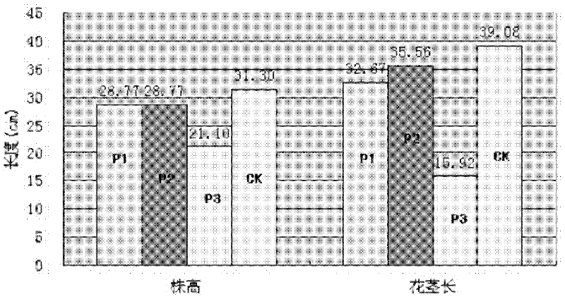 Cultivation method for dwarf type curcuma alismatifolia