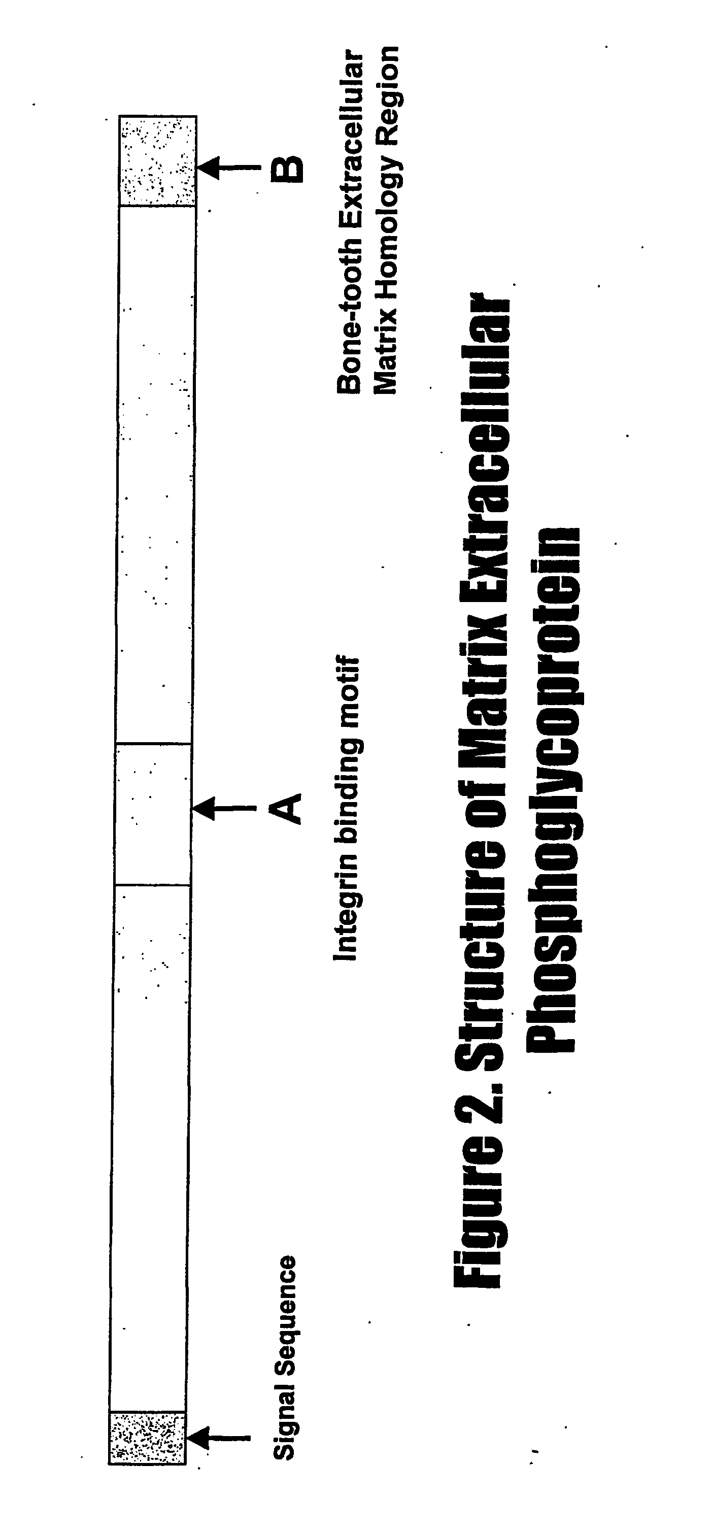 Dental products comprising bone growth enhancing peptide