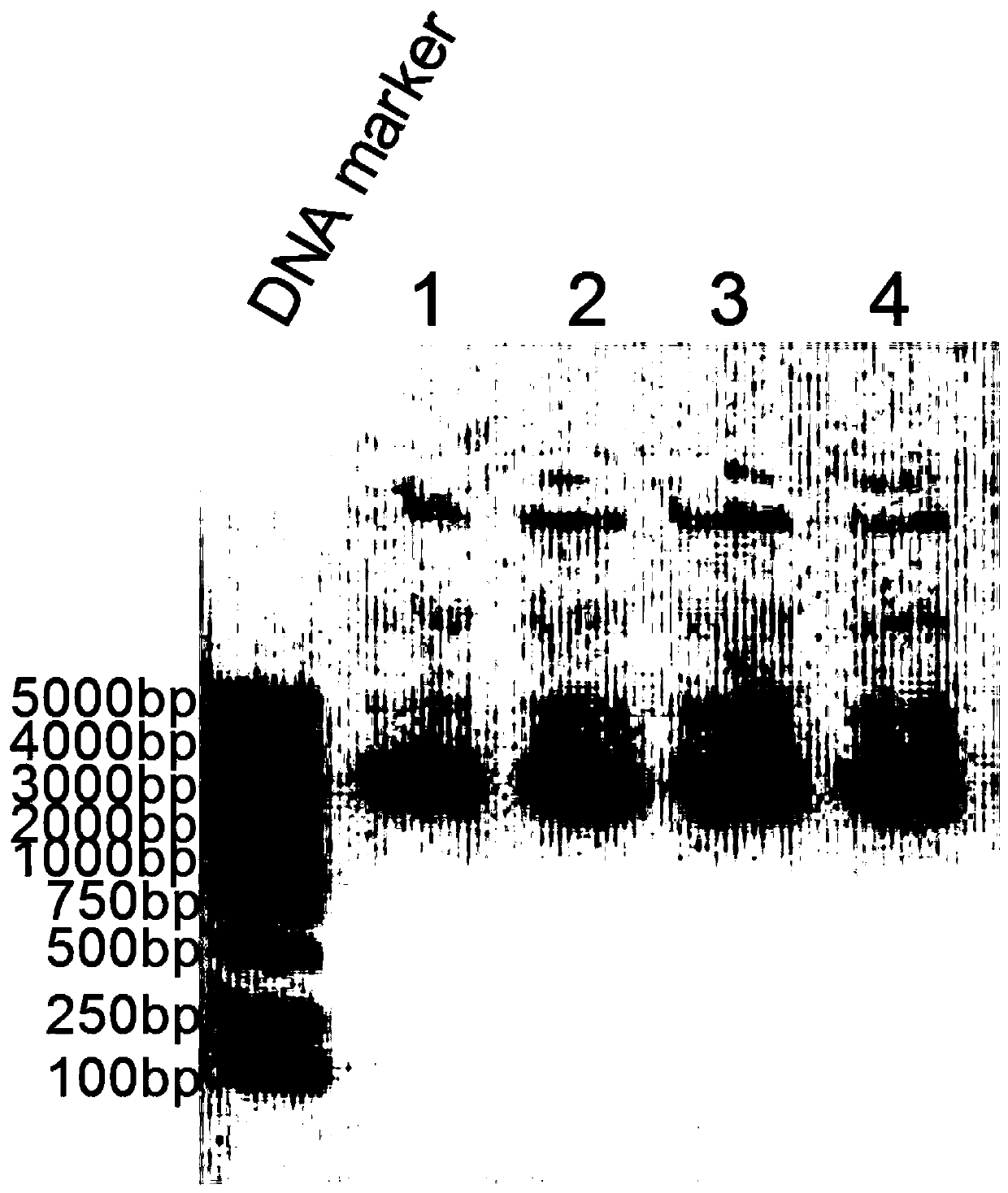 High-density carboxyl-modified magnetic microspheres and preparation method thereof