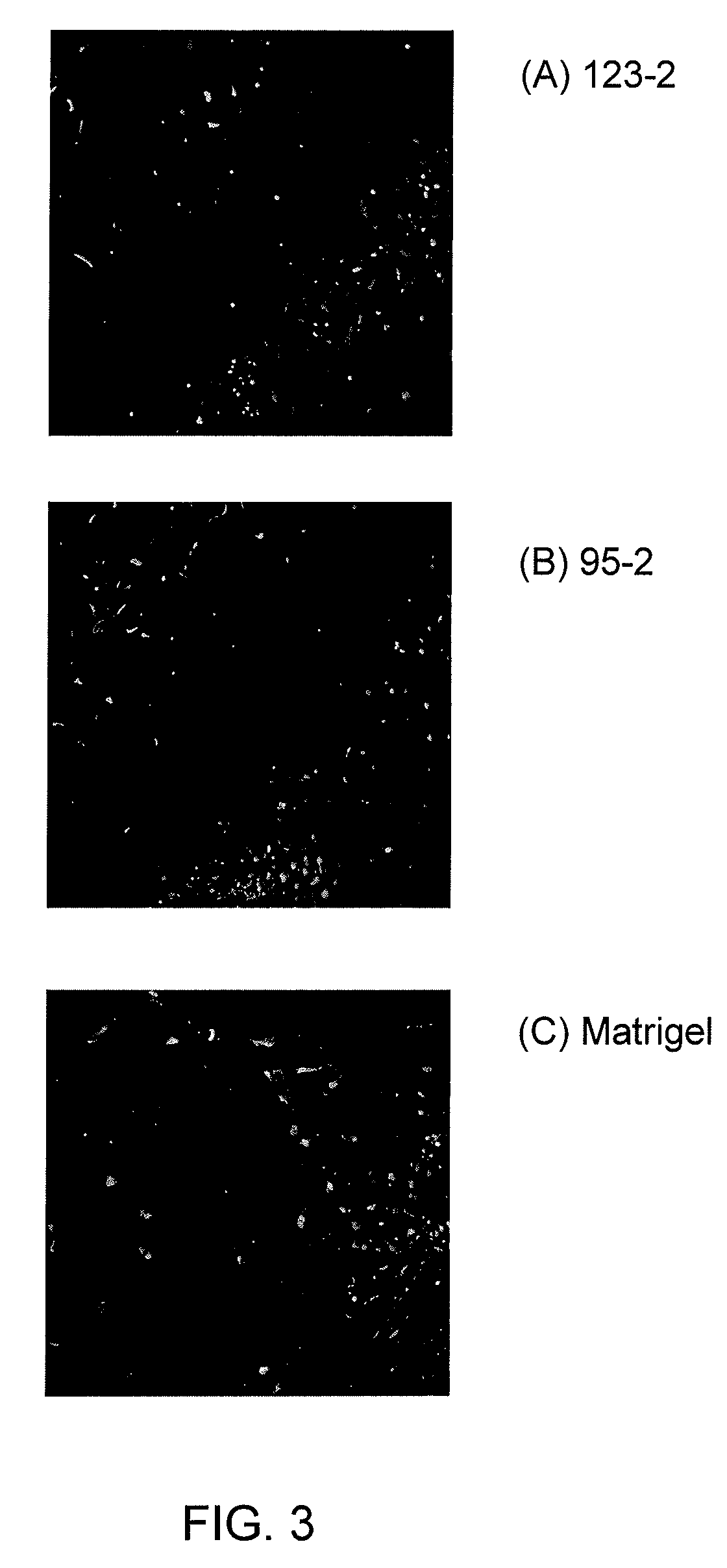 Synthetic surfaces for culturing stem cell derived oligodendrocyte progenitor cells