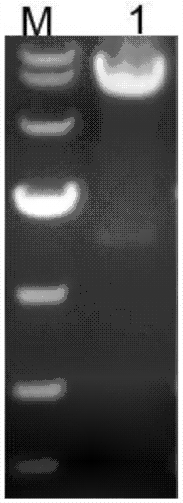 A kind of ethanol-resistant bifunctional enzyme for degrading urea and ethyl carbamate and its application