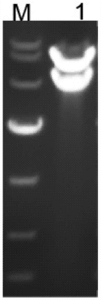 A kind of ethanol-resistant bifunctional enzyme for degrading urea and ethyl carbamate and its application