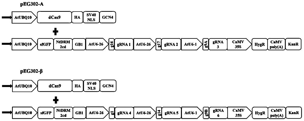 CRISPR/Cas9 SunTag system based vector for inhibiting geminivirus infection, and construction and applications thereof