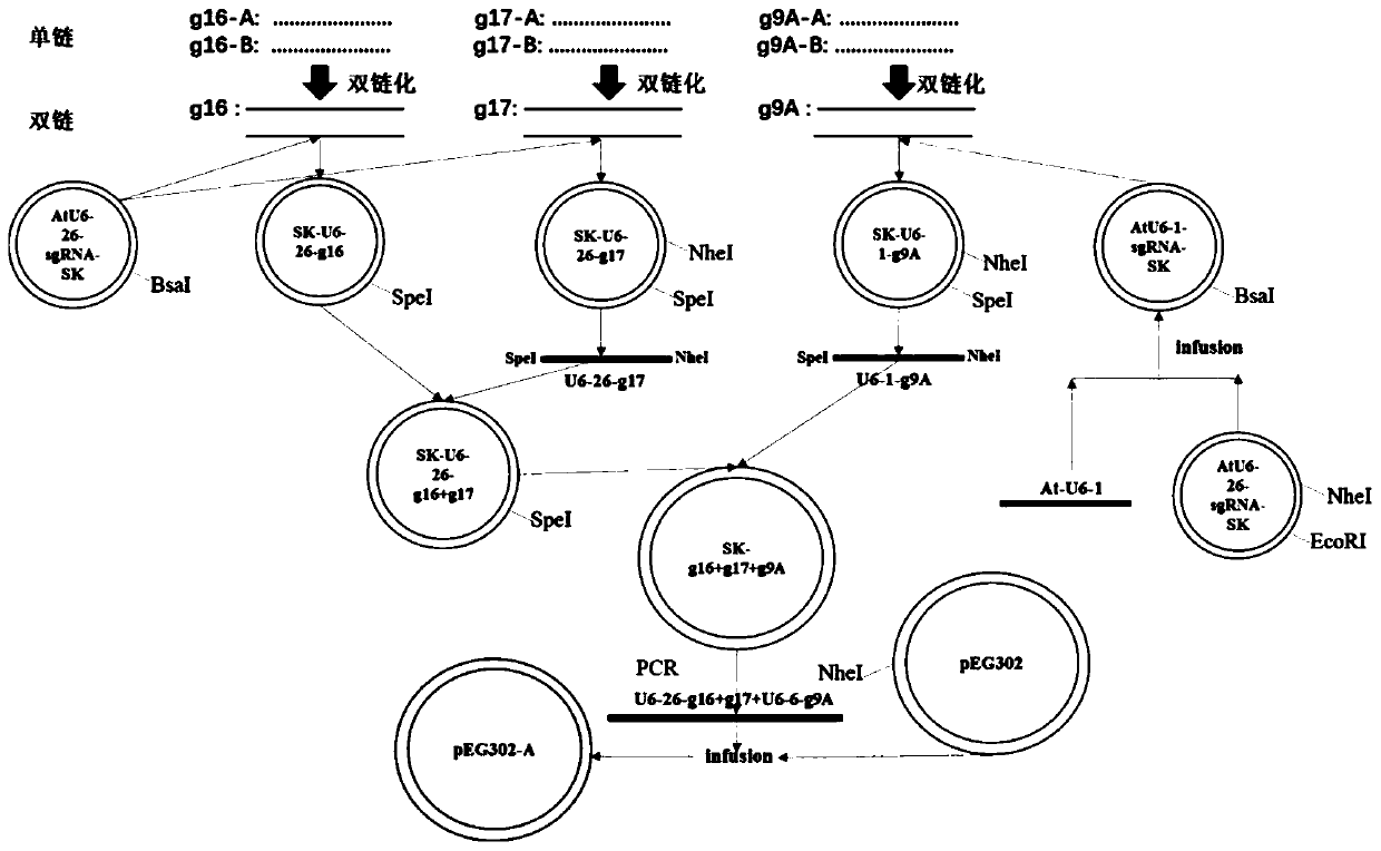 CRISPR/Cas9 SunTag system based vector for inhibiting geminivirus infection, and construction and applications thereof