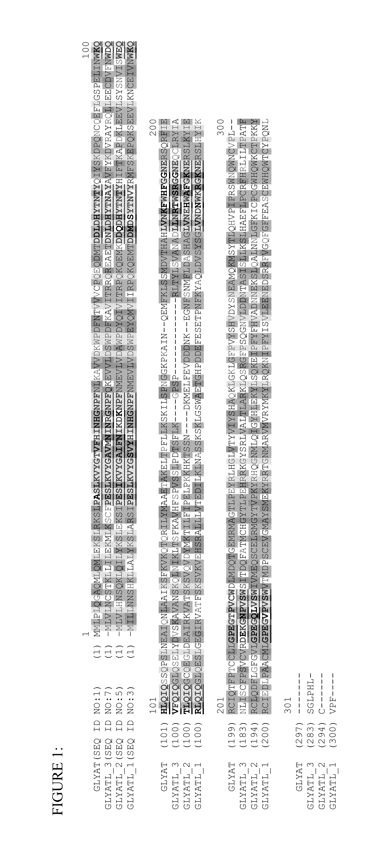 Heterologous expression of glycine n-acyltransferase proteins