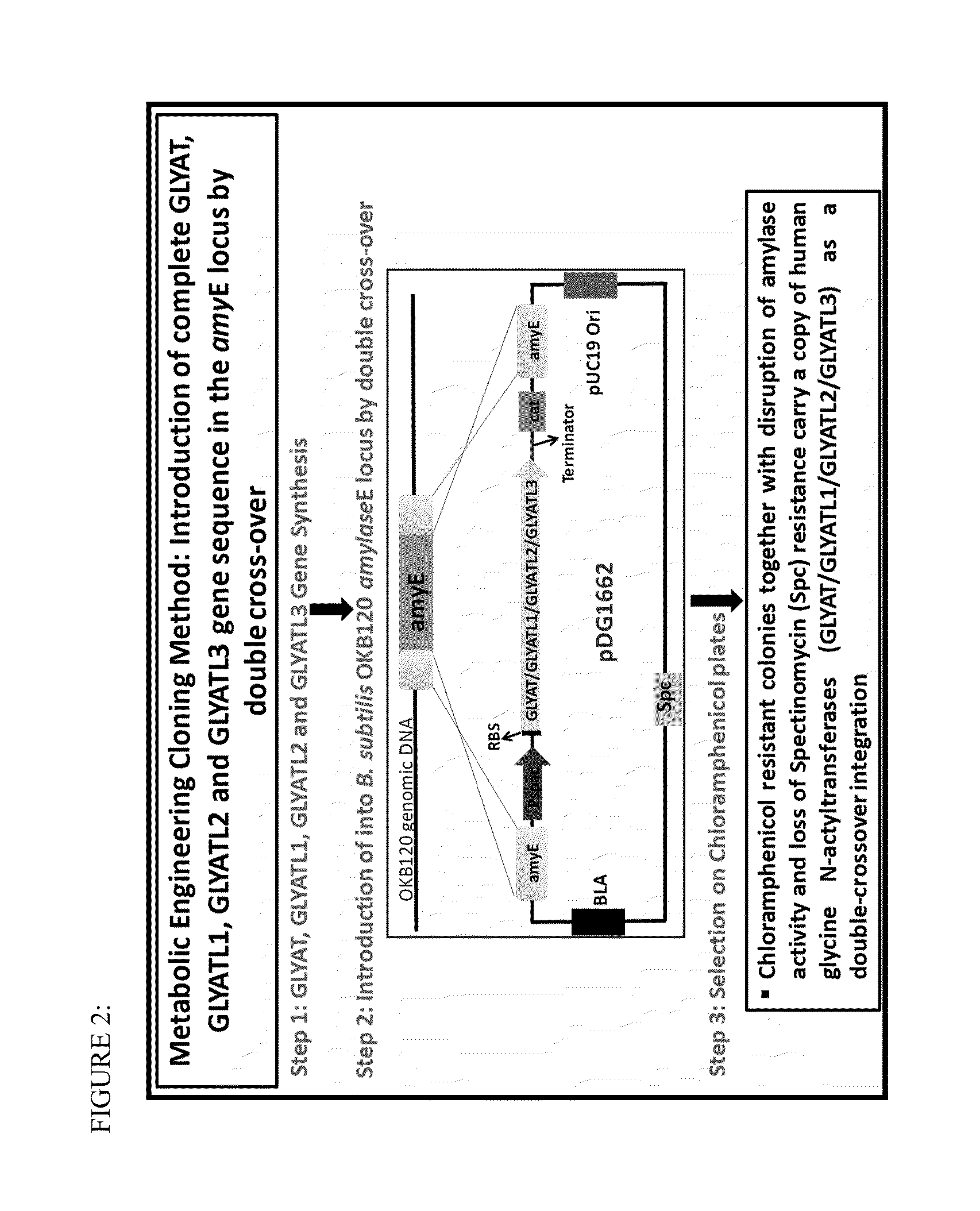 Heterologous expression of glycine n-acyltransferase proteins