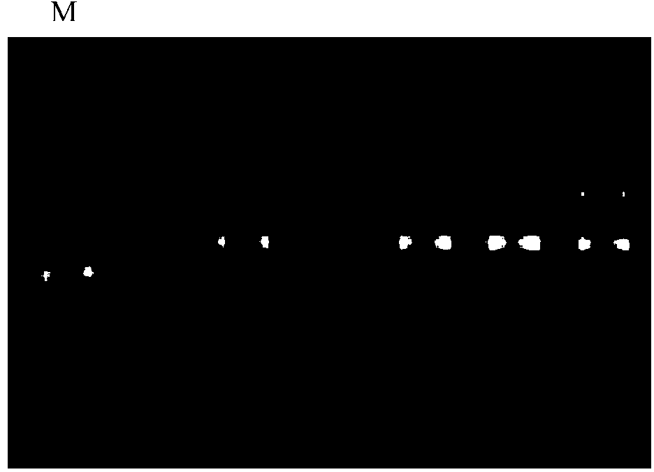 RNA interference vector of bactrocera dorsalis sodium ion channel genes and construction method and application thereof