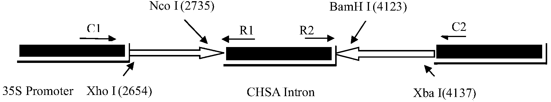 RNA interference vector of bactrocera dorsalis sodium ion channel genes and construction method and application thereof