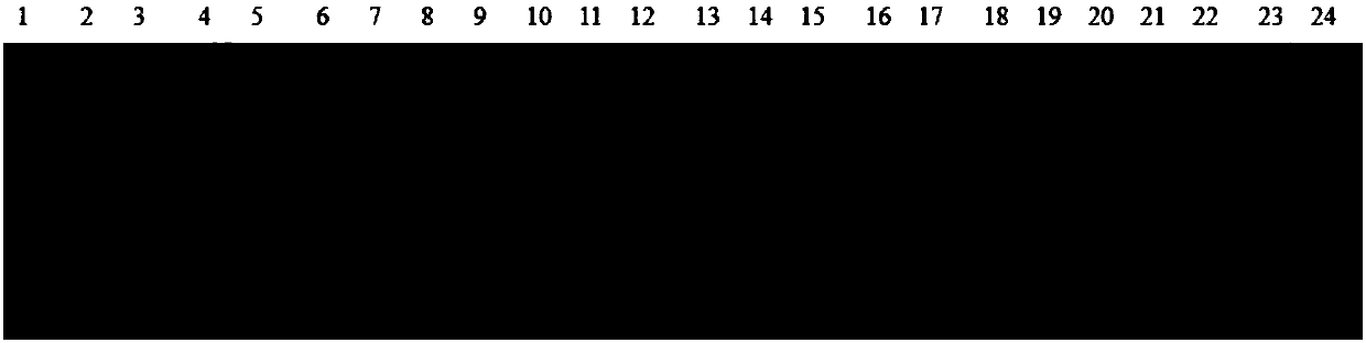 An SSR molecular marker used for indentifying germplasm resources of polygonatum Mill., and applications thereof