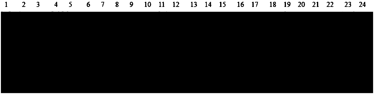 An SSR molecular marker used for indentifying germplasm resources of polygonatum Mill., and applications thereof