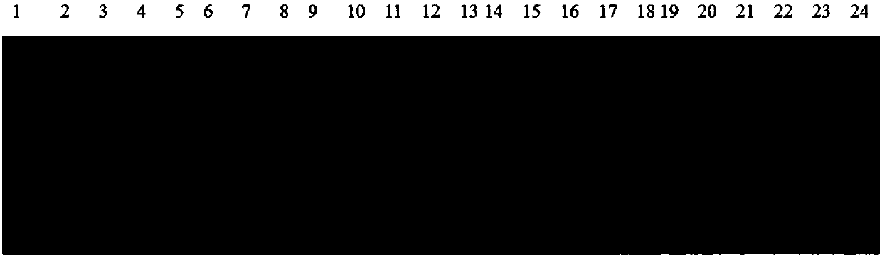 An SSR molecular marker used for indentifying germplasm resources of polygonatum Mill., and applications thereof