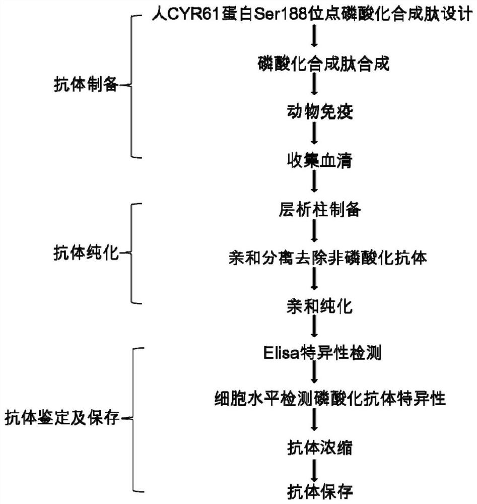 A human cyr61 protein ser188 site phosphorylated antigen, antibody and its preparation method and application