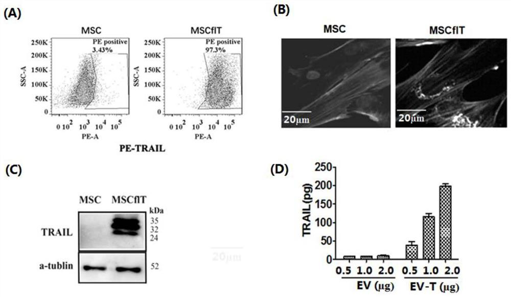 Composite drug-loaded extracellular vesicle inhalation preparation as well as preparation method and application thereof