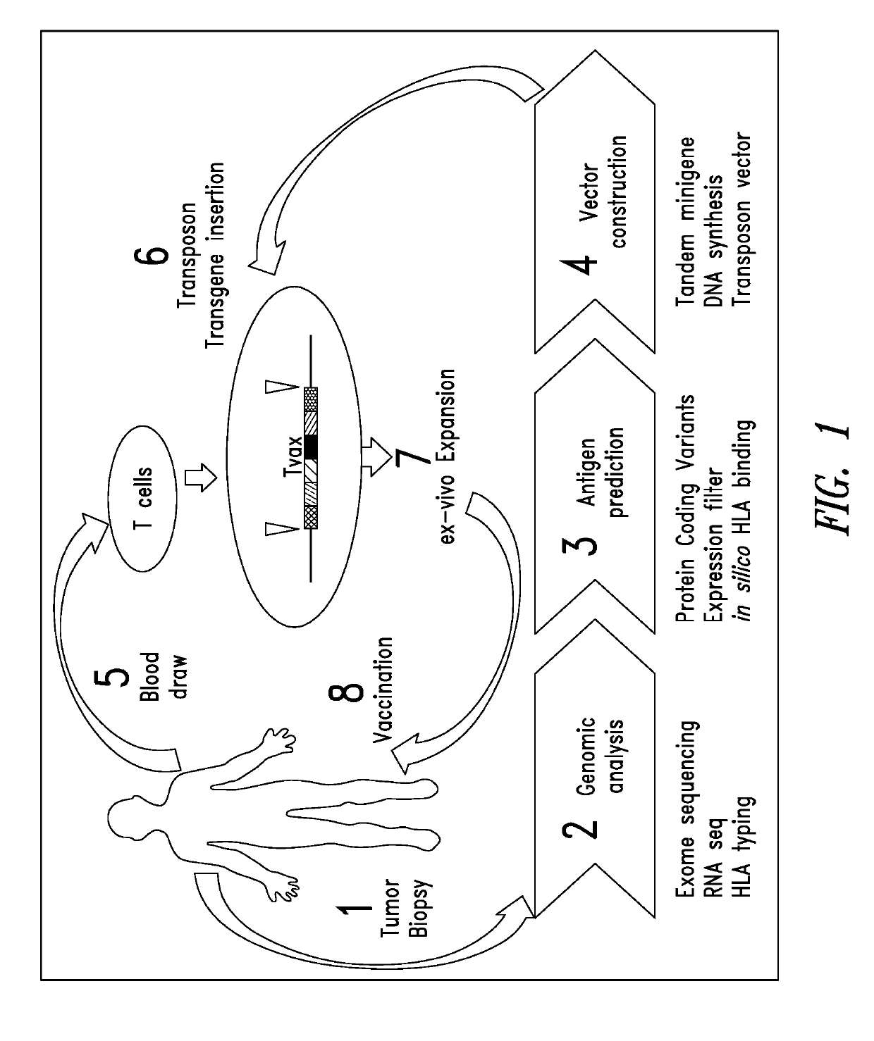 Cell-based neoantigen vaccines and uses thereof