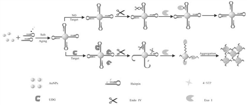 A biosensor for detecting uracil glycosidase (UDG) activity and its preparation method