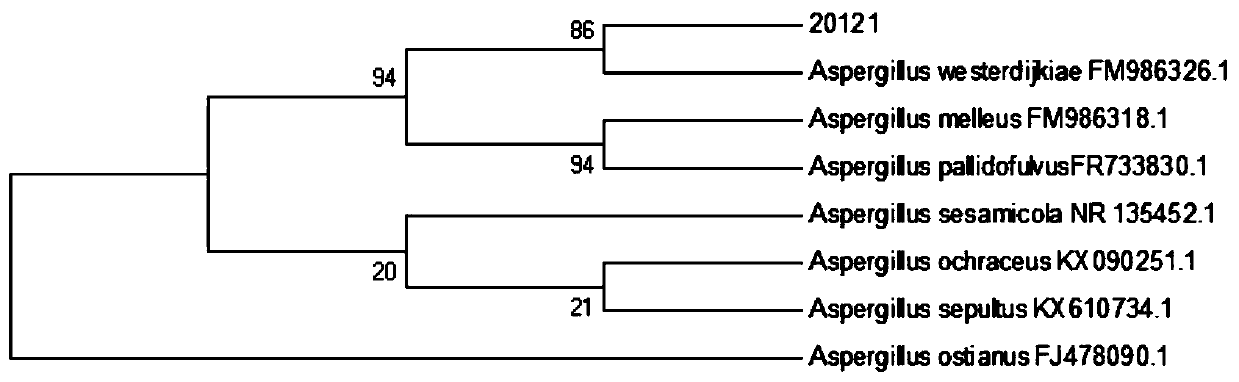 Anti-saline-alkali aspergillus ochratensis strain W1 and micro-organism agent thereof, and applications of anti-saline-alkali aspergillus ochratensis strain W1