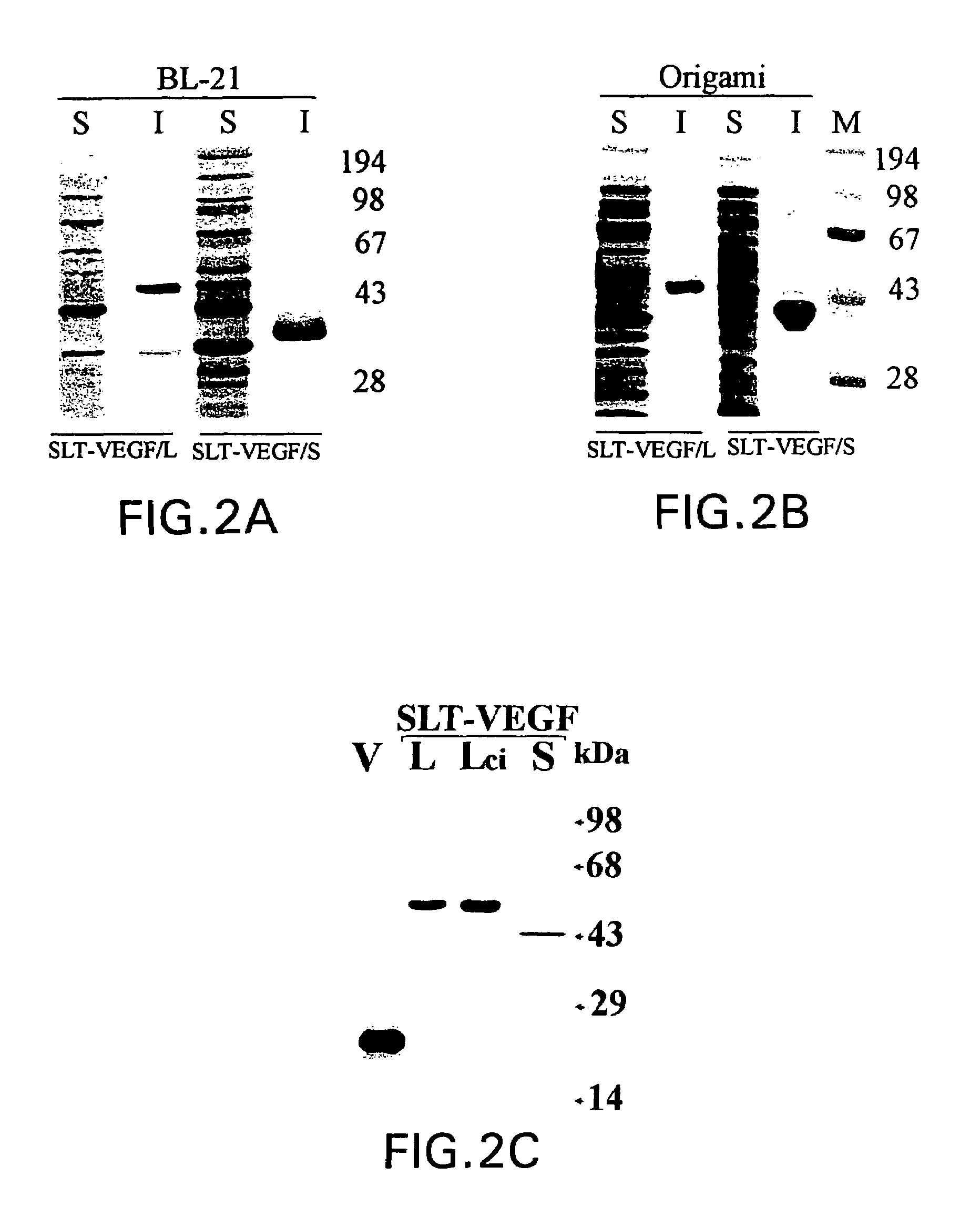 Nucleic acids encoding recombinant proteins containing Shiga-like toxin and vascular endothelial growth factor