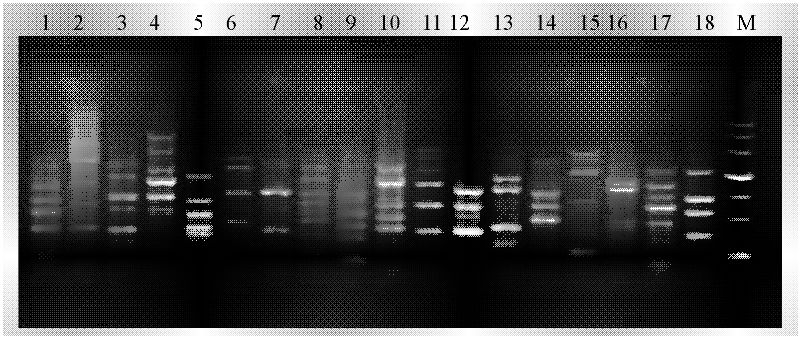 DNA Molecular Marker Identification Technique to Distinguish Polygonum cephalum and Polygonum nepal