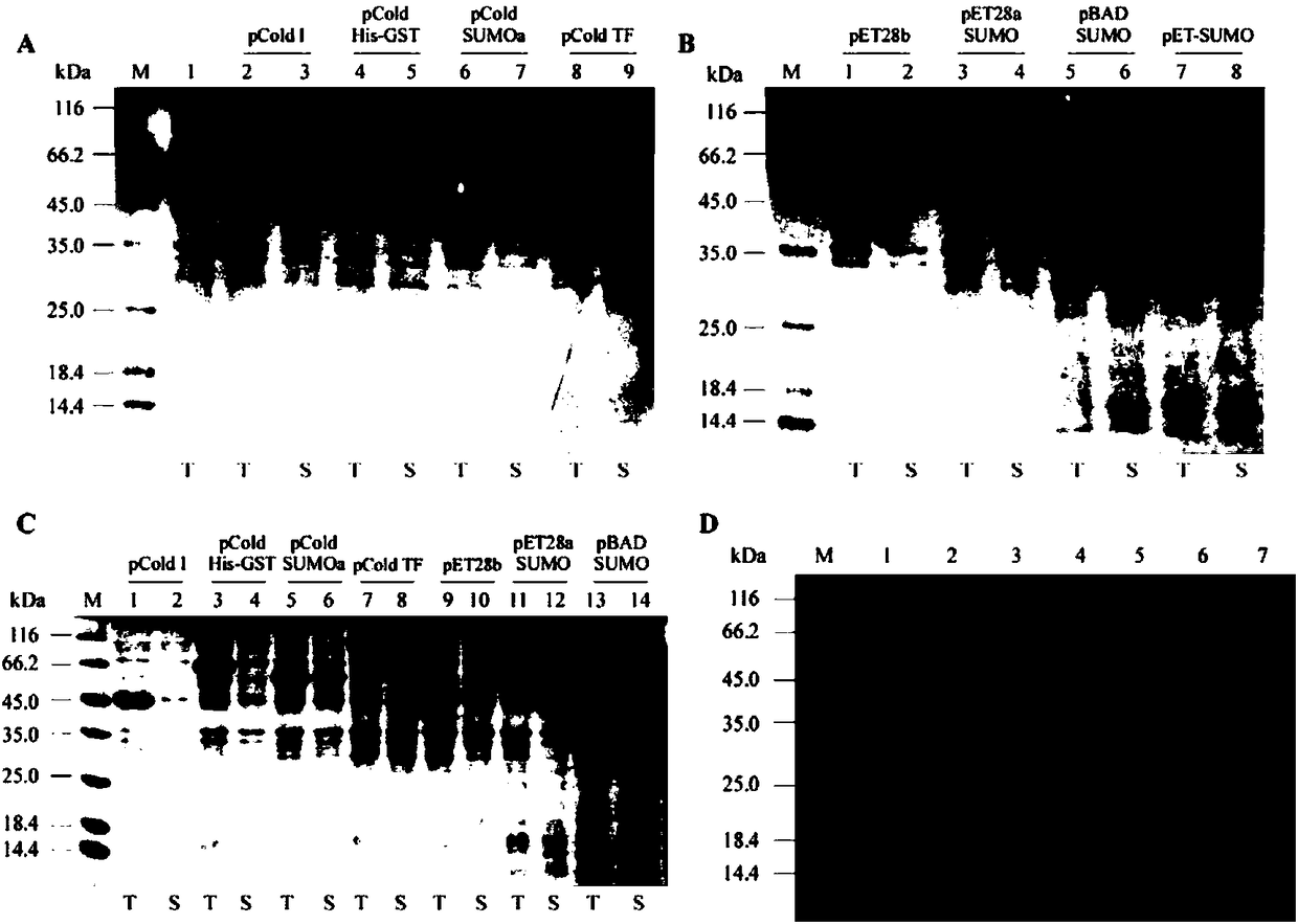 Construction method and application of Escherichia coli cold shock assistant dissolving type expression plasmids